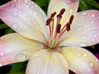 Flower After Rain I