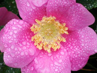 Flower After Rain II