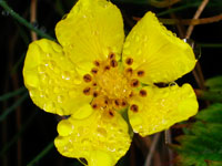 Flower After Rain III