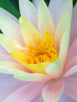 Water Lily