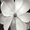 Magnolia III