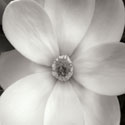 Magnolia IV