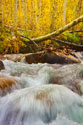 Autumn Brook