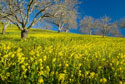 Mustard Factory II