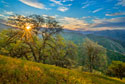 Spring Sunburst II