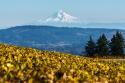 Dundee Hills II
