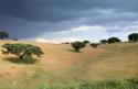 Cork Trees in Approaching Storm