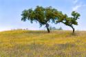 Two Cork Trees