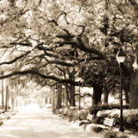 Savannah Sepia Sq I