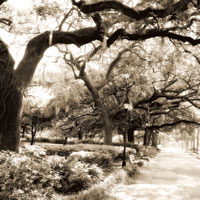 Savannah Sepia Sq II