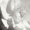 BW Rose Sq I
