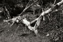 Fallen Cypress I