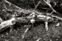 Fallen Cypress II