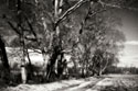 Winter Fields I