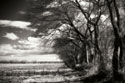 Winter Fields II