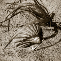 Seashells I