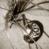 Seashells II