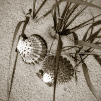 Seashells IV