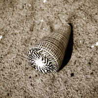 Seashells VI