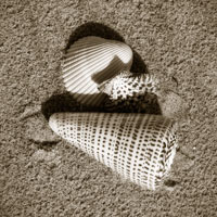 Seashells VII
