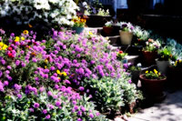 Sidewalk Spring I