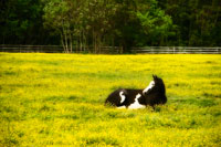 Black Pinto I