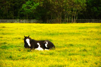 Black Pinto II