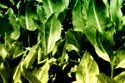 Tropical Foliage I