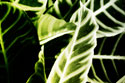 Tropical Foliage III