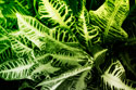 Tropical Foliage IV