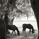 Sunrise Horses VI Sq