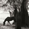 Sunrise Horse VII Sq