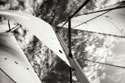 The Woodwind II