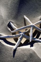 Sea Stars II