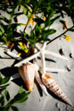 Shells by the Sea IV