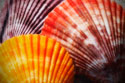 Scallops I