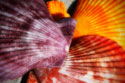 Scallops II