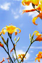 Daylilies