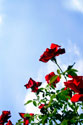 Sunlit Roses