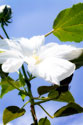 Hibiscus I