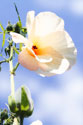 Hibiscus II