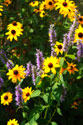 Summer Glory I