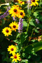 Summer Glory II
