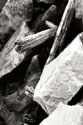 Rocks & Wood I BW