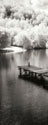 Mint Springs Lake Panel II