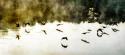 Geese on the Lake II