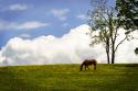 Horses in the Clouds II