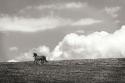 Horses in the Clouds BW I