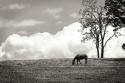 Horses in the Clouds BW II