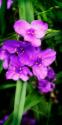 Spiderwort I